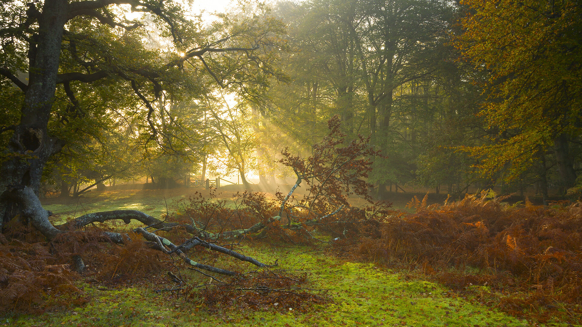 意甲团队协作：默契点燃战场！，意甲队伍