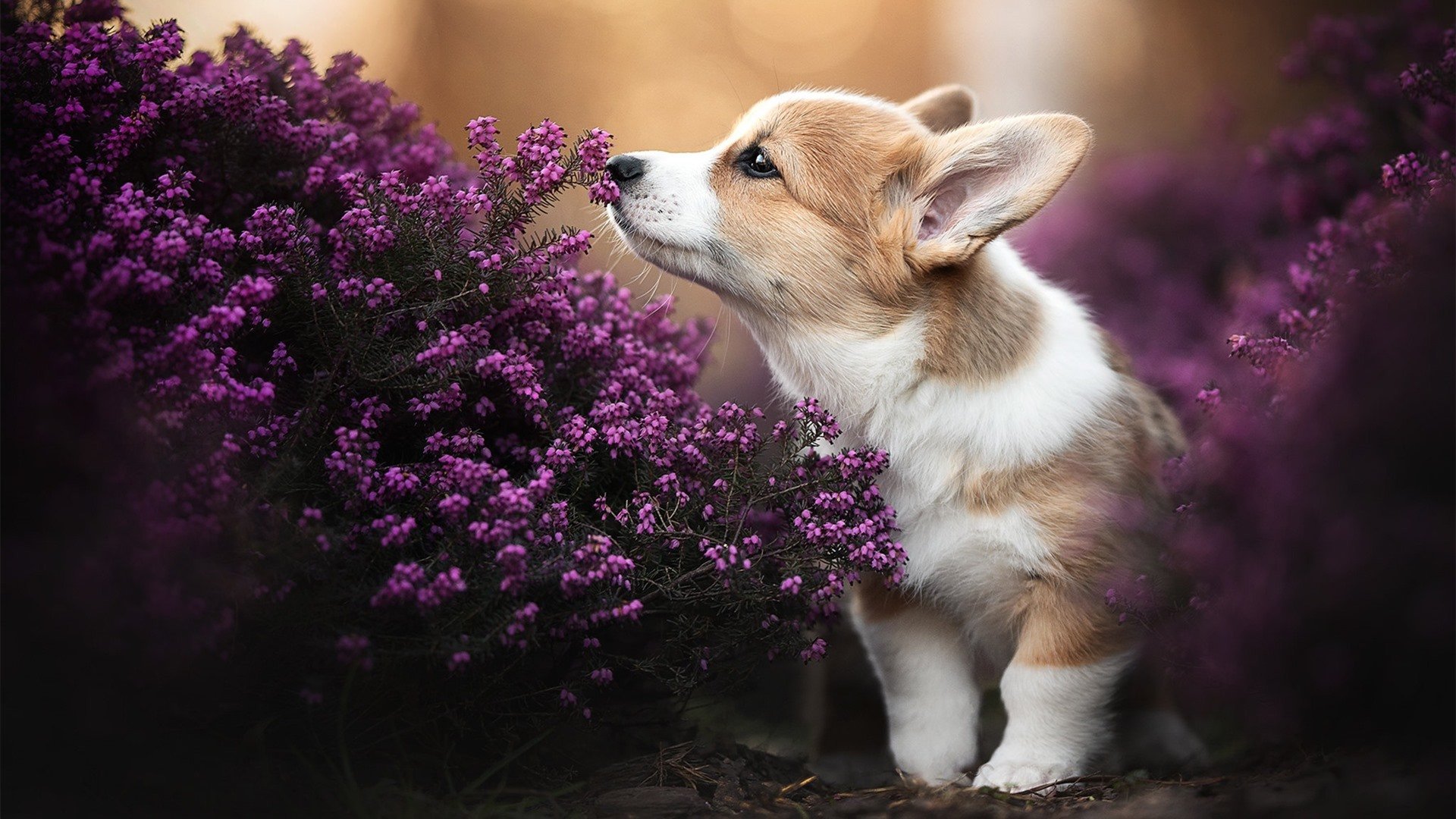 法甲未来之星：新秀演绎未来足球！，法甲推荐预测