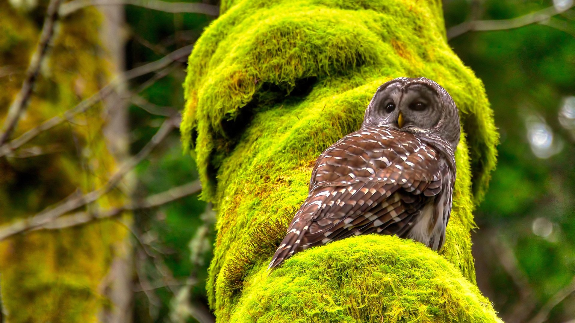 九游娱乐(jiuyou)官方网站-网球大师赛焦点战役全场回顾，【深度】网球大师赛整10季_赛事成长 城市升格